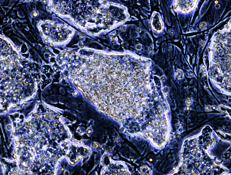 Nikitin Lab